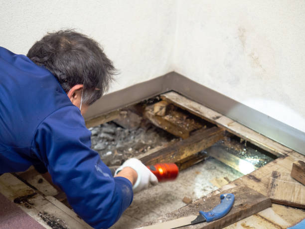 Best Mold Testing and Inspection Services in Vernon, AL