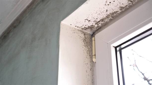 Best Mold Remediation for Specific Building Types in Vernon, AL
