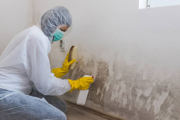 Best Crawl Space Mold Remediation in Vernon, AL