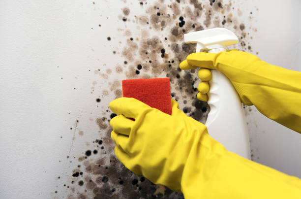 Best Basement Mold Remediation in Vernon, AL