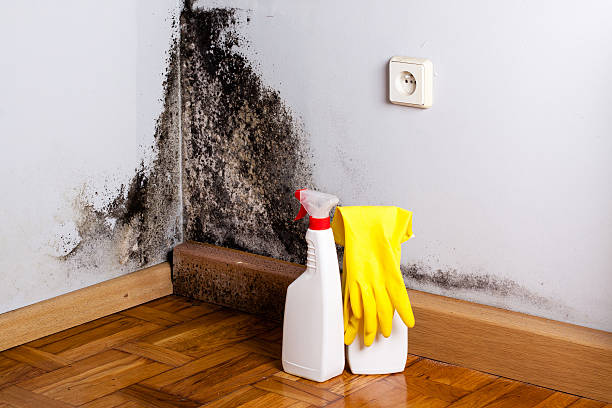 Trusted Vernon, AL Mold Remediation Experts