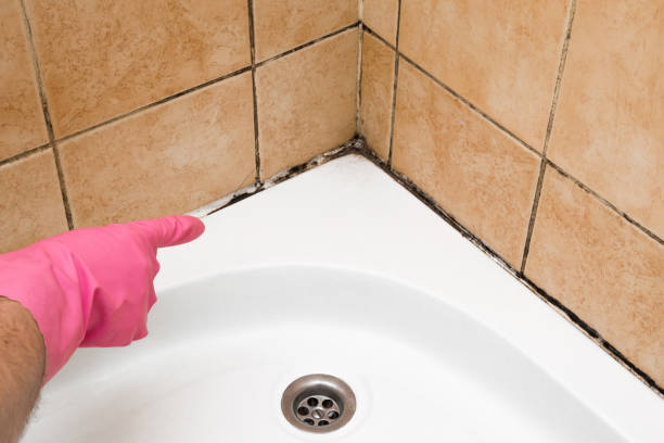 Best White Mold Remediation in Vernon, AL